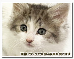 ノルウェージャンフォレストキャット