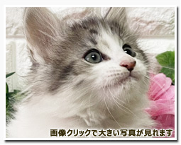 ノルウェージャンフォレストキャット