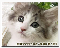 ノルウェージャンフォレストキャット