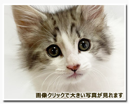 ノルウェージャンフォレストキャット