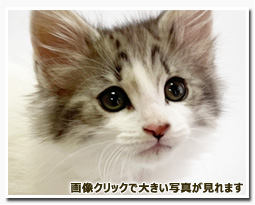 ノルウェージャンフォレストキャット