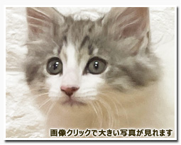 ノルウェージャンフォレストキャット