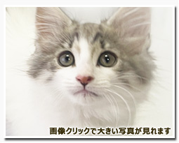 ノルウェージャンフォレストキャット