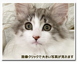 ノルウェージャンフォレストキャット