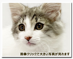 ノルウェージャンフォレストキャット