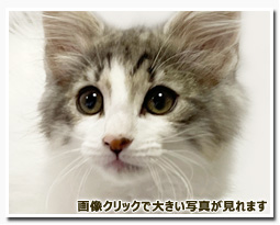 ノルウェージャンフォレストキャット