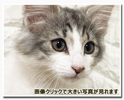 ノルウェージャンフォレストキャット