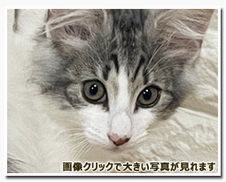 ノルウェージャンフォレストキャット