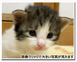 ノルウェージャンフォレストキャット