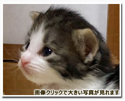 ノルウェージャンフォレストキャット