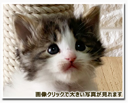 ノルウェージャンフォレストキャット