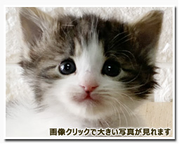 ノルウェージャンフォレストキャット