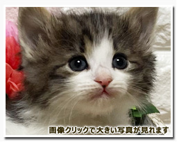 ノルウェージャンフォレストキャット