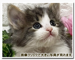 ノルウェージャンフォレストキャット