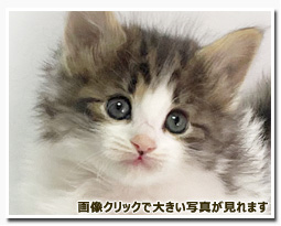 ノルウェージャンフォレストキャット