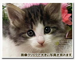 ノルウェージャンフォレストキャット