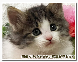 ノルウェージャンフォレストキャット