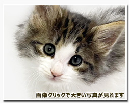 ノルウェージャンフォレストキャット