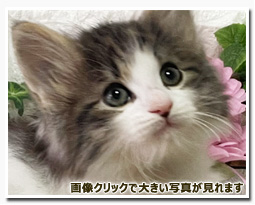 ノルウェージャンフォレストキャット