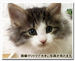 ノルウェージャンフォレストキャット