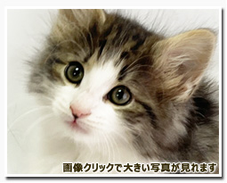 ノルウェージャンフォレストキャット