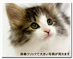 ノルウェージャンフォレストキャット