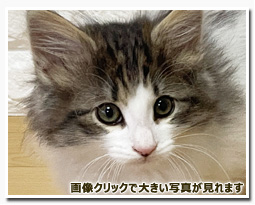 ノルウェージャンフォレストキャット