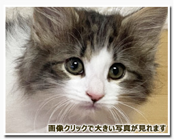 ノルウェージャンフォレストキャット