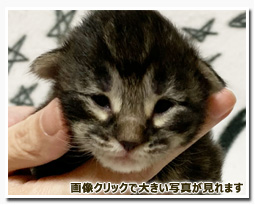 ノルウェージャンフォレストキャット