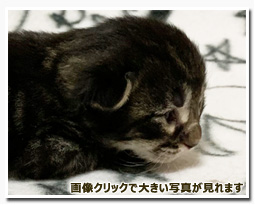 ノルウェージャンフォレストキャット