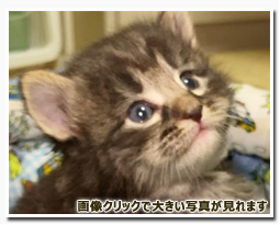 ノルウェージャンフォレストキャット