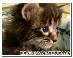 ノルウェージャンフォレストキャット