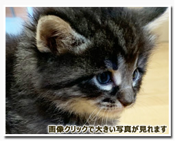 ノルウェージャンフォレストキャット