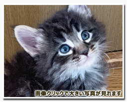 ノルウェージャンフォレストキャット