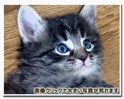 ノルウェージャンフォレストキャット