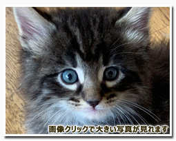 ノルウェージャンフォレストキャット