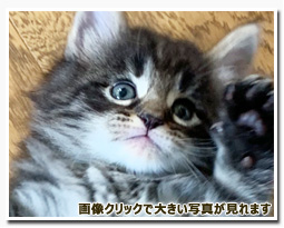 ノルウェージャンフォレストキャット