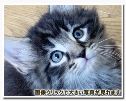 ノルウェージャンフォレストキャット