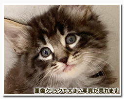 ノルウェージャンフォレストキャット