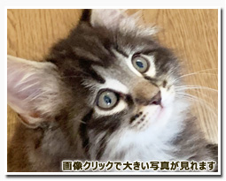 ノルウェージャンフォレストキャット