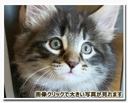 ノルウェージャンフォレストキャット