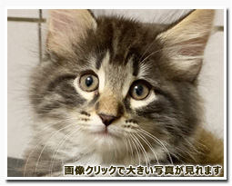 ノルウェージャンフォレストキャット