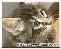 ノルウェージャンフォレストキャット