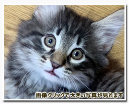 ノルウェージャンフォレストキャット