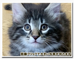 ノルウェージャンフォレストキャット