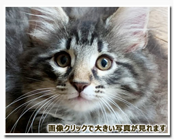 ノルウェージャンフォレストキャット