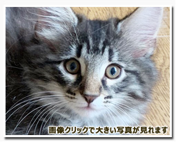 ノルウェージャンフォレストキャット