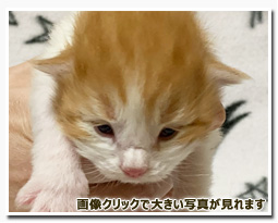 ノルウェージャンフォレストキャット