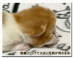 ノルウェージャンフォレストキャット