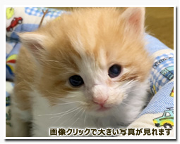 ノルウェージャンフォレストキャット